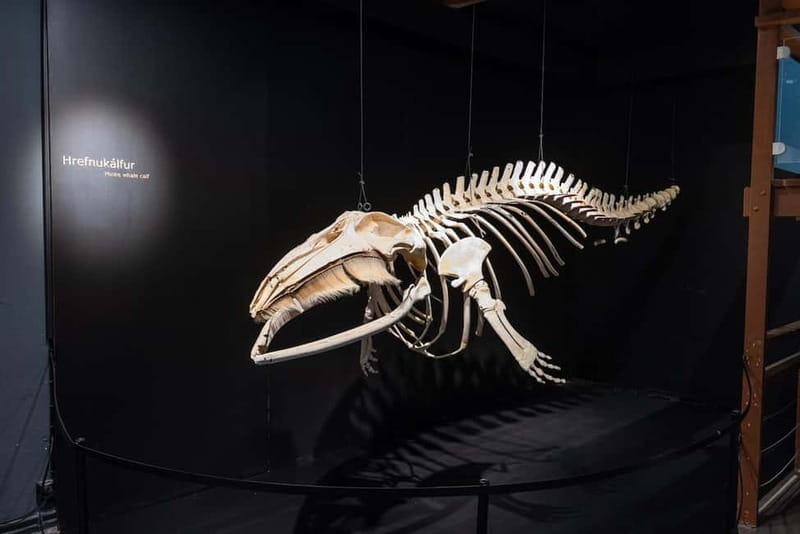 Húsavík: Whale Museum Entry Ticket - Why Húsavík is the right place for a whale museum