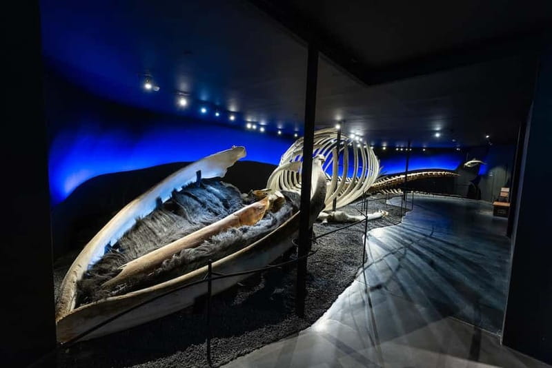 Húsavík: Whale Museum Entry Ticket - Learning how whales sense and behave
