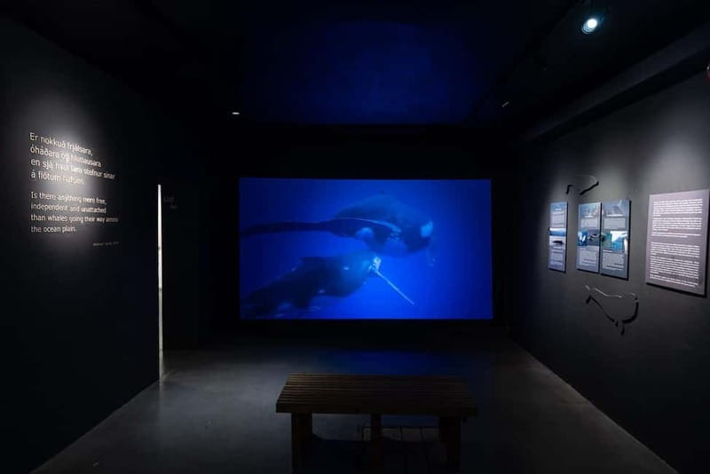 Húsavík: Whale Museum Entry Ticket - How long to allow and what the $21 price means