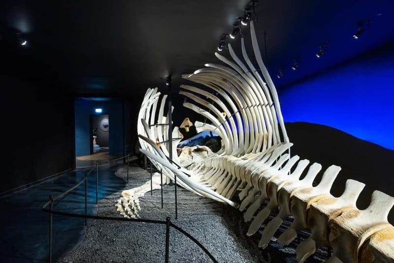 Húsavík: Whale Museum Entry Ticket - Accessibility and practical planning