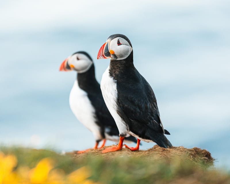 Húsavík: Whale-Watching Cruise and Puffins Guided Tour - Key points to know