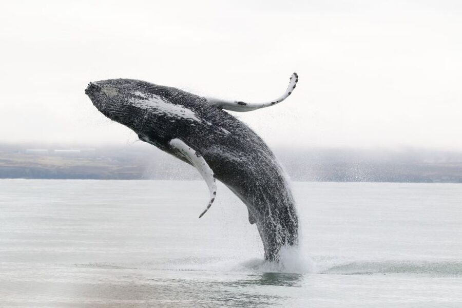 Húsavík: Whale-Watching Cruise and Puffins Guided Tour - FAQ