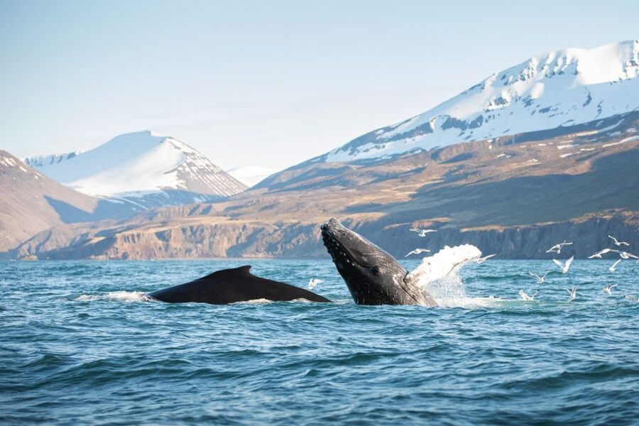 Húsavík: Whale-Watching Cruise and Puffins Guided Tour - Puffin Island and the limits of the bird stop