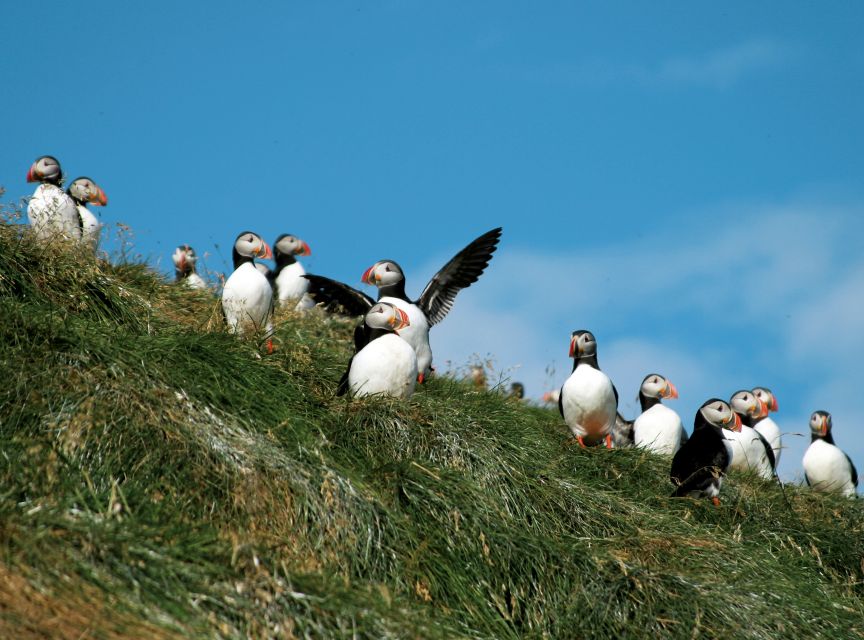 Húsavík: Whale-Watching Cruise and Puffins Guided Tour - Warm overalls, cold wind, and the hot chocolate finish