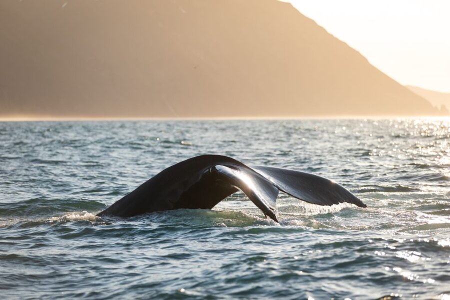 Húsavík: Whale-Watching Cruise and Puffins Guided Tour - How the three-hour price measures up