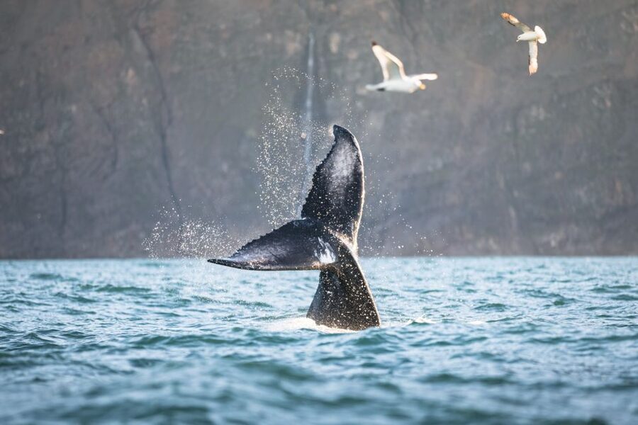 Húsavík: Whale-Watching Cruise and Puffins Guided Tour - Weather, safety, and access