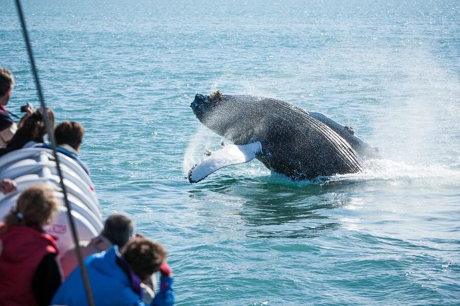 Húsavík: Whale-Watching Cruise and Puffins Guided Tour - Who will enjoy this Húsavík cruise?