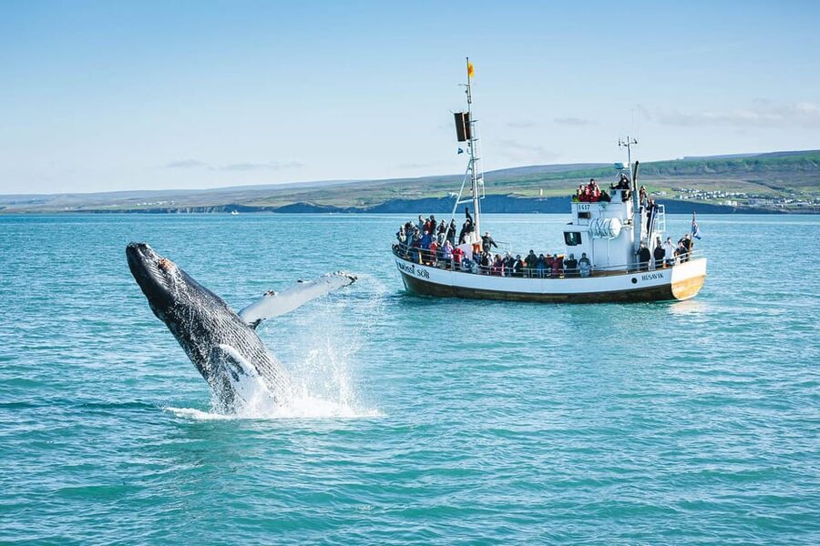 Húsavík: Whale-Watching Cruise and Puffins Guided Tour - Should you book it?