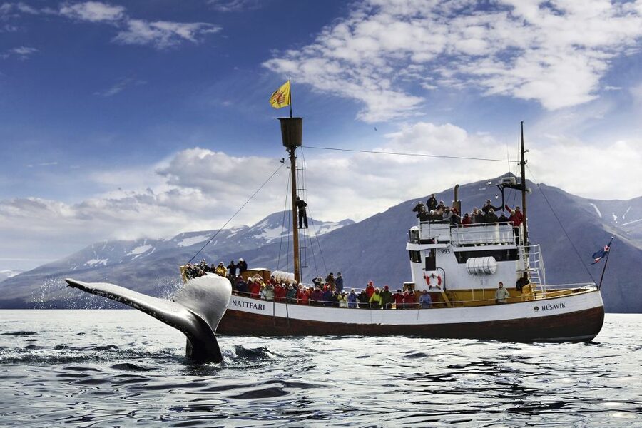 Húsavík: Whale-Watching Cruise and Puffins Guided Tour - Searching Skjálfandi Bay for whales