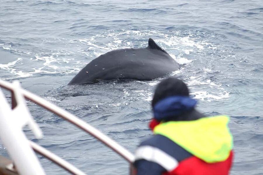 Húsavík: Whale Watching – Family Run with Indoor Seats - Key points before you book