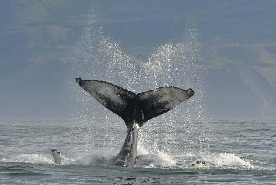 Húsavík: Whale Watching – Family Run with Indoor Seats - Practical details that can save you trouble