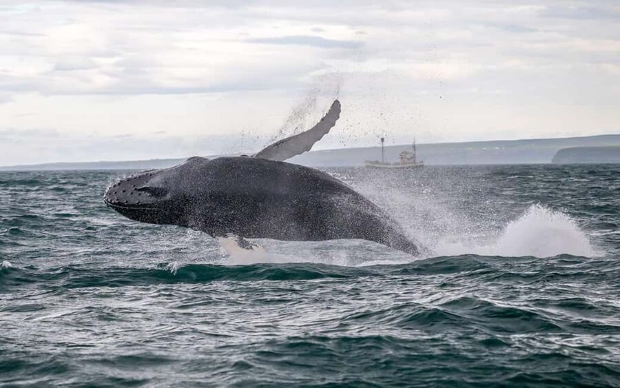 Húsavík: Whale Watching – Family Run with Indoor Seats - Leaving Húsavík for Skjálfandi Bay