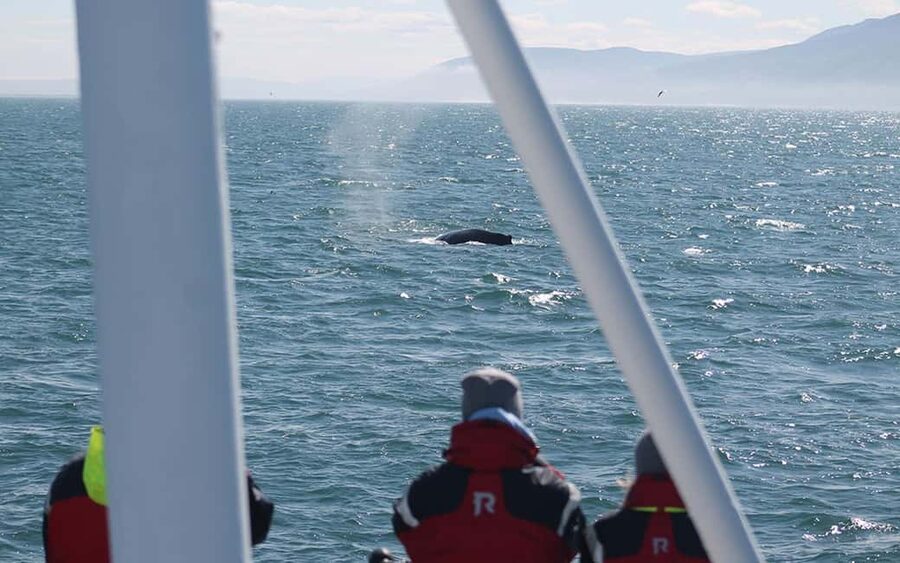 Húsavík: Whale Watching – Family Run with Indoor Seats - Whales, dolphins, and the art of watching well