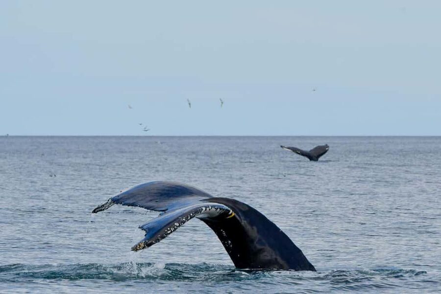 Húsavík: Whale Watching – Family Run with Indoor Seats - Staying warm on Vinur