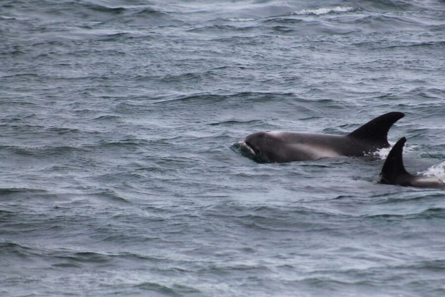 Húsavík: Whale Watching – Family Run with Indoor Seats - Choosing the season for your trip
