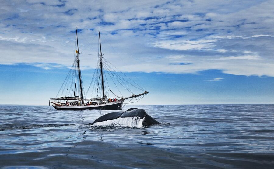 Husavik: Whale Watching on a Carbon Neutral Oak Boat - Why Húsavík is Iceland’s whale-watching town
