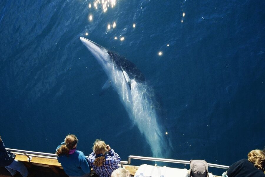Husavik: Whale Watching on a Carbon Neutral Oak Boat - Should you book the Húsavík carbon-neutral oak-boat tour?