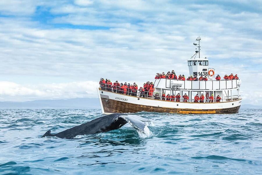 Husavik: Whale Watching on a Carbon Neutral Oak Boat - Boarding the traditional oak boat