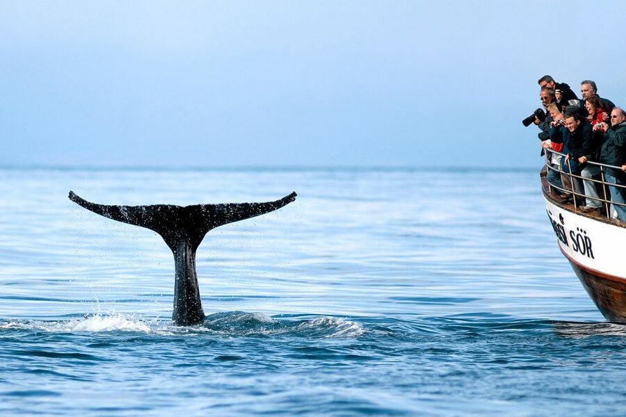 Husavik: Whale Watching on a Carbon Neutral Oak Boat - What the wildlife search is really like