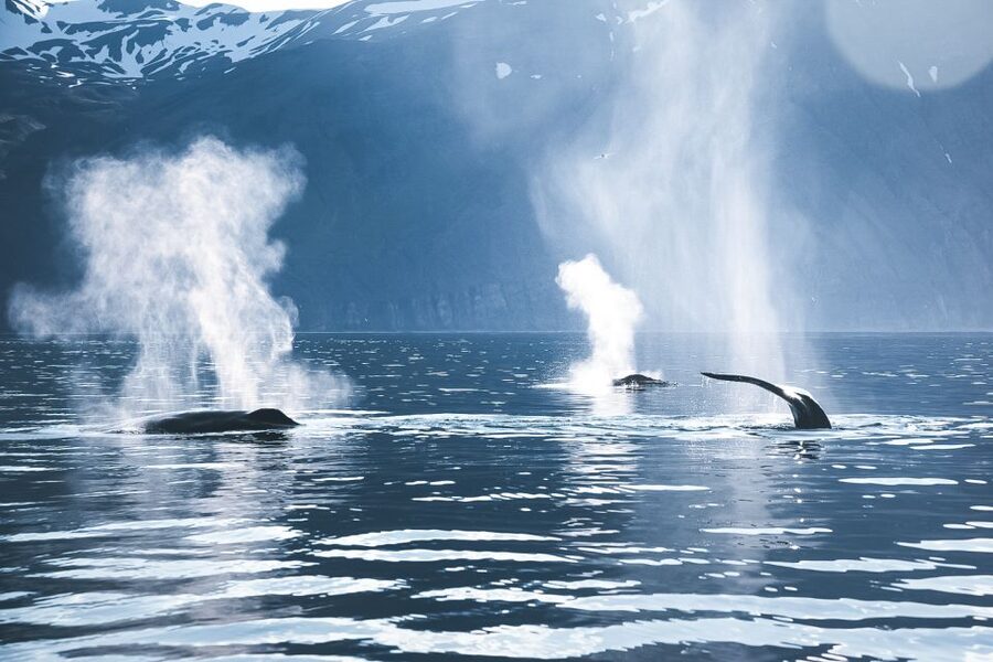 Husavik: Whale Watching on a Carbon Neutral Oak Boat - The guide and the pace of the boat