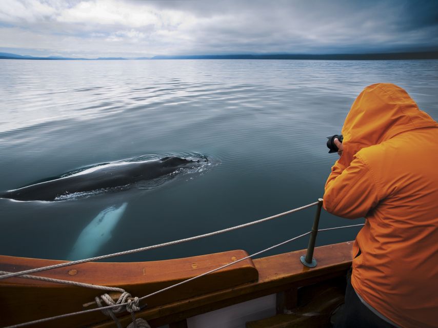 Husavik: Whale Watching on a Carbon Neutral Oak Boat - Hot chocolate, cinnamon buns, and the return to Húsavík