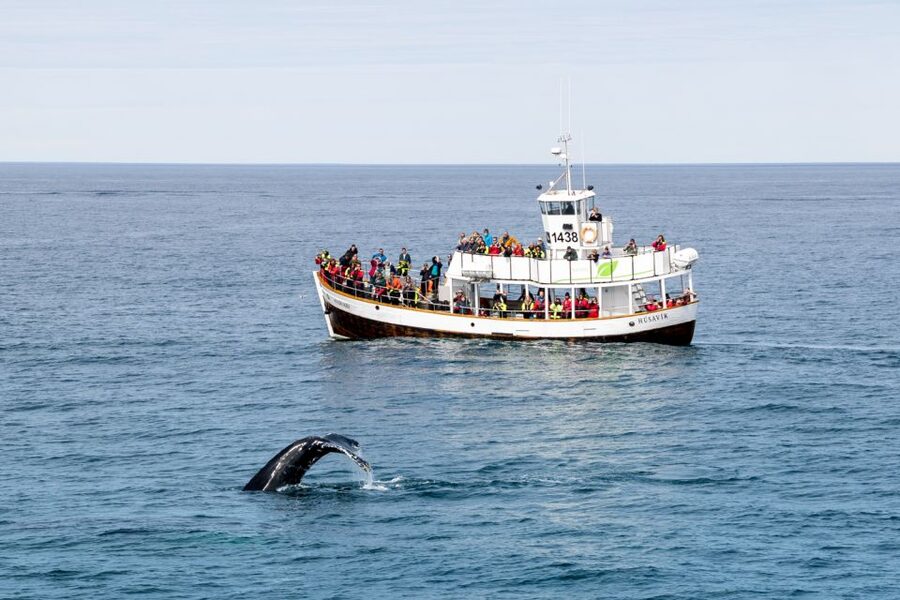 Husavik: Whale Watching on a Carbon Neutral Oak Boat - How to prepare for a cold bay