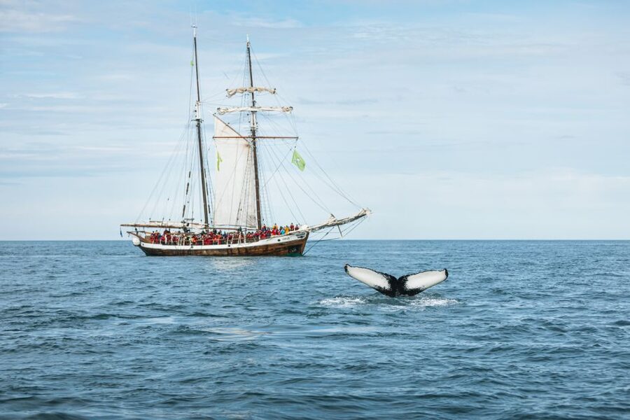 Husavik: Whale Watching on a Carbon Neutral Oak Boat - Who should book this cruise
