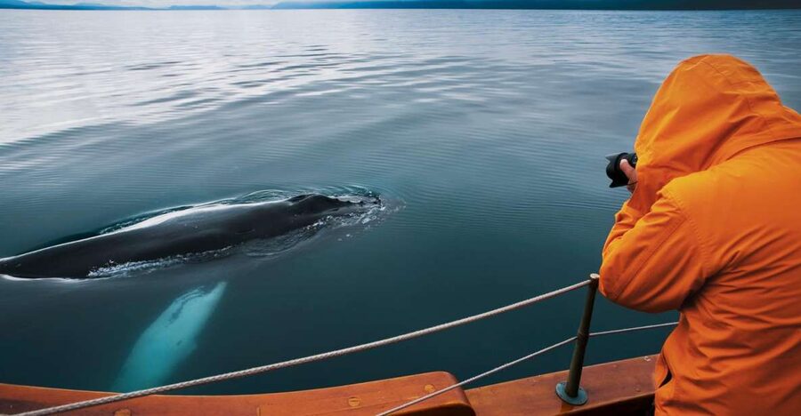 Husavik: Whale Watching on a Carbon Neutral Oak Boat - Three hours in Skjálfandi Bay