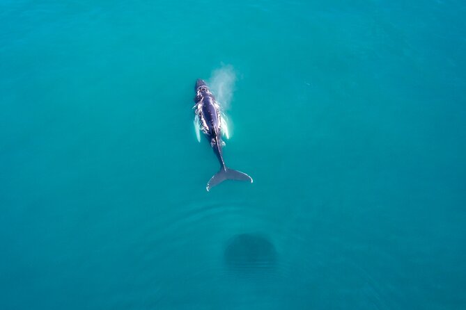 Húsavík Whale Watching Tour, family owned and operated - Humpbacks, minkes, dolphins, and less common whales