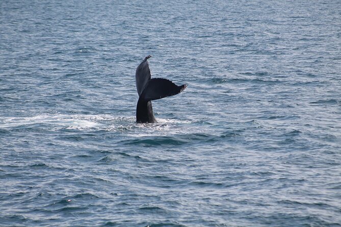 Húsavík Whale Watching Tour, family owned and operated - Puffins and seabirds from May through mid-August