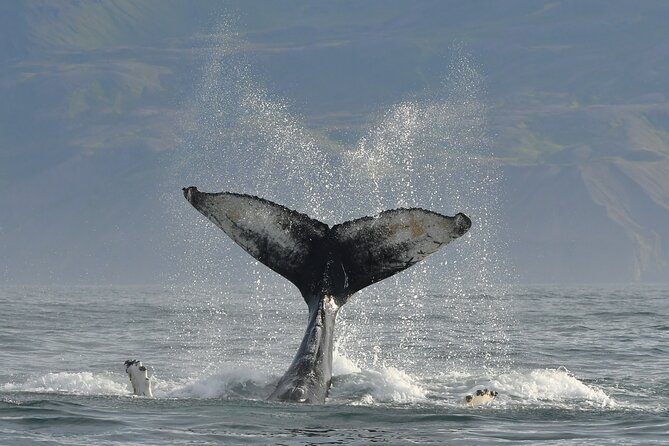 Húsavík Whale Watching Tour, family owned and operated - Is $102.84 a fair price?