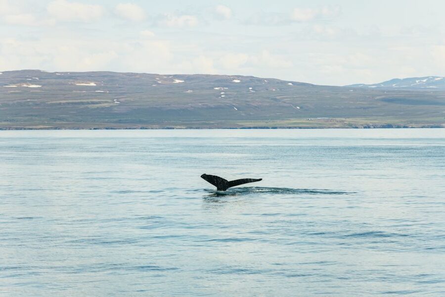 Húsavík: Whale Watching Tour with Guide - The first search across Skjálfandi Bay