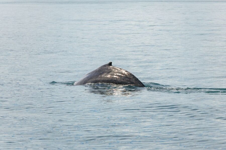 Húsavík: Whale Watching Tour with Guide - Hot chocolate, cinnamon bun, and the ride home