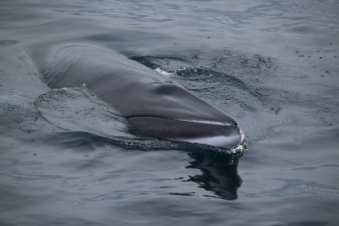 Iceland Super Saver: Northern Lights Cruise plus Whale-Watching Tour from Reykjavik - Two Iceland experiences in one package
