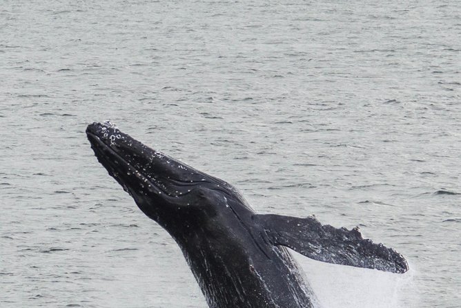 Iceland Super Saver: Northern Lights Cruise plus Whale-Watching Tour from Reykjavik - Searching Faxaflói Bay for whales