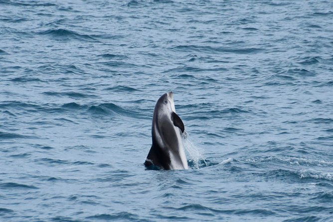 Iceland Super Saver: Northern Lights Cruise plus Whale-Watching Tour from Reykjavik - Is $186.74 good value?