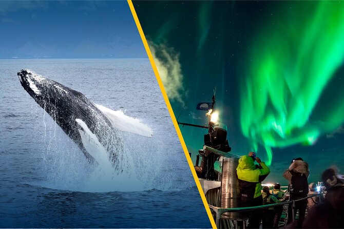 Iceland Super Saver: Northern Lights Cruise plus Whale-Watching Tour from Reykjavik - How to plan the two trips