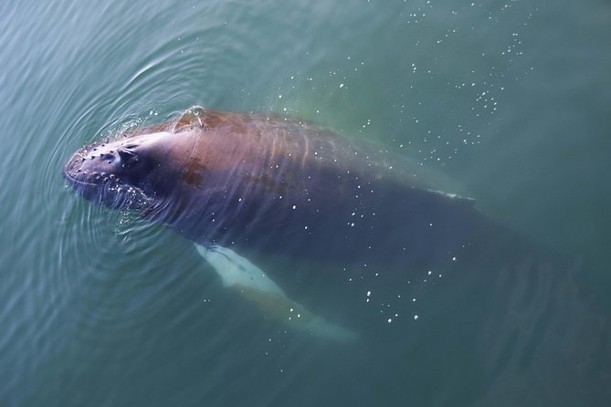 Iceland Super Saver: Northern Lights Cruise plus Whale-Watching Tour from Reykjavik - Chasing the Northern Lights from the bay