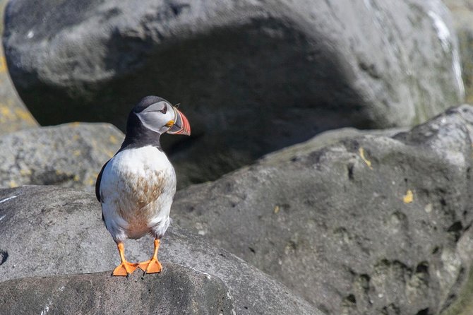 Iceland Super Saver: Puffin Cruise plus Whale-Watching Tour from Reykjavik - Key points to know before booking