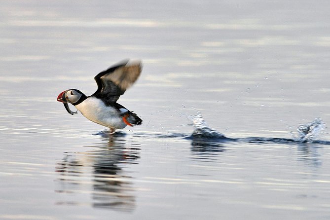Iceland Super Saver: Puffin Cruise plus Whale-Watching Tour from Reykjavik - Two Reykjavik cruises for one wildlife outing