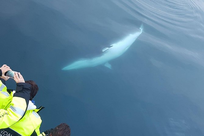 Iceland Super Saver: Puffin Cruise plus Whale-Watching Tour from Reykjavik - The smaller boat to Akurey