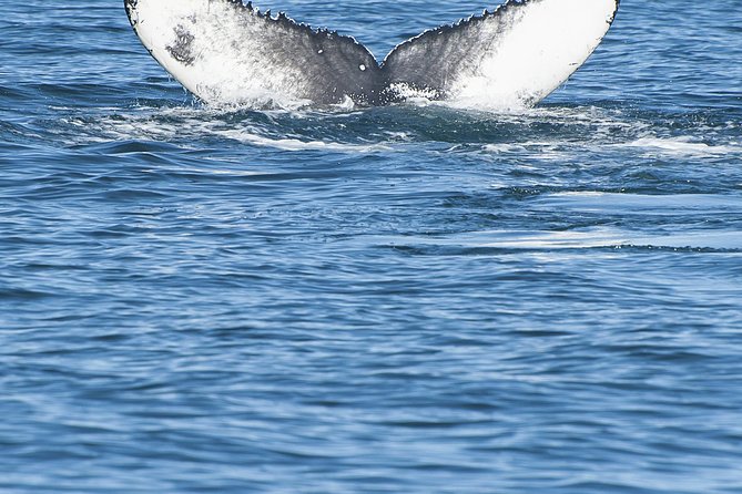 Iceland Super Saver: Puffin Cruise plus Whale-Watching Tour from Reykjavik - Guides, commentary, and the quality of the boats