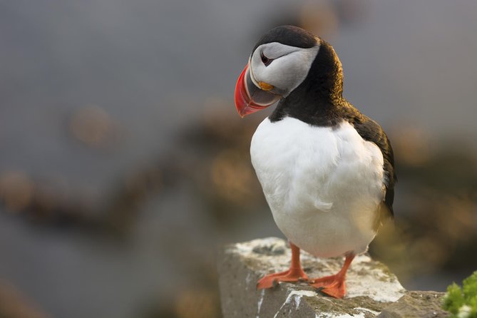 Iceland Super Saver: Puffin Cruise plus Whale-Watching Tour from Reykjavik - Who will enjoy this combination most?