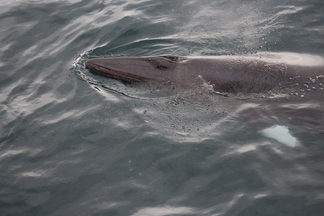 Icelandic Horse Riding and Whale Watching Cruise from Reykjavík - Why this horse-and-whale combination works