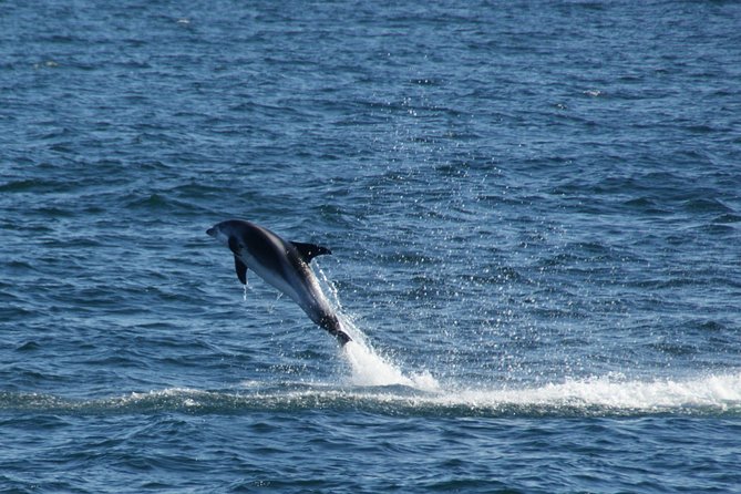 Icelandic Horse Riding and Whale Watching Cruise from Reykjavík - Searching for whales in Faxaflói Bay