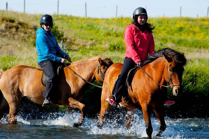 Icelandic Horse Riding and Whale Watching Cruise from Reykjavík - What happens if the whales do not appear