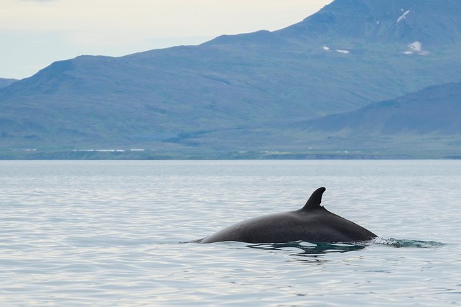 Icelandic Horse Riding and Whale Watching Cruise from Reykjavík - Is $280 a fair price?