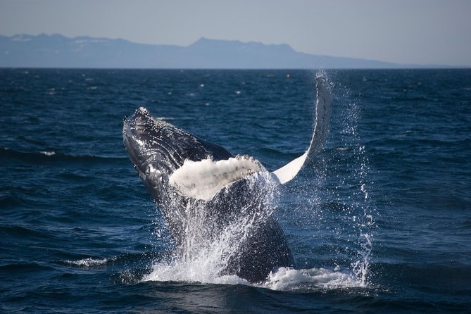 Icelandic Horse Riding and Whale Watching Cruise from Reykjavík - Who should book this day?