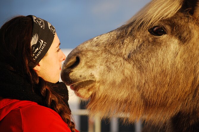 Icelandic Horse Riding and Whale Watching Tour from Reykjavik - Choosing and meeting your Icelandic horse