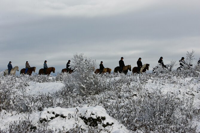 Icelandic Horse Riding and Whale Watching Tour from Reykjavik - Hot drinks and a transfer to Reykjavik Old Harbor
